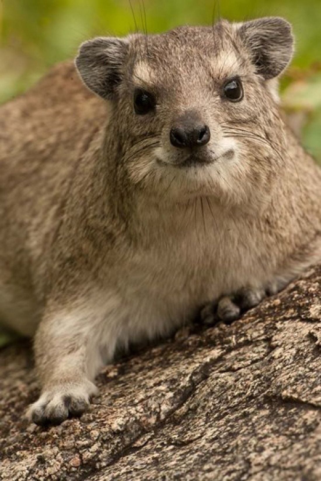 Tanzania Serengeti NP Hyrax wildlife Canvas Art - Joe & Mary Ann McDonald DanitaDelimont (23 x 34)
