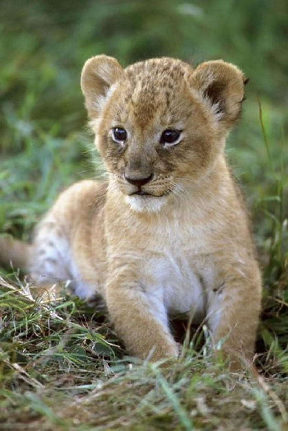 Tanzania Serengeti National Park African lion Canvas Art - Kevin Schafer DanitaDelimont (11 x 17)