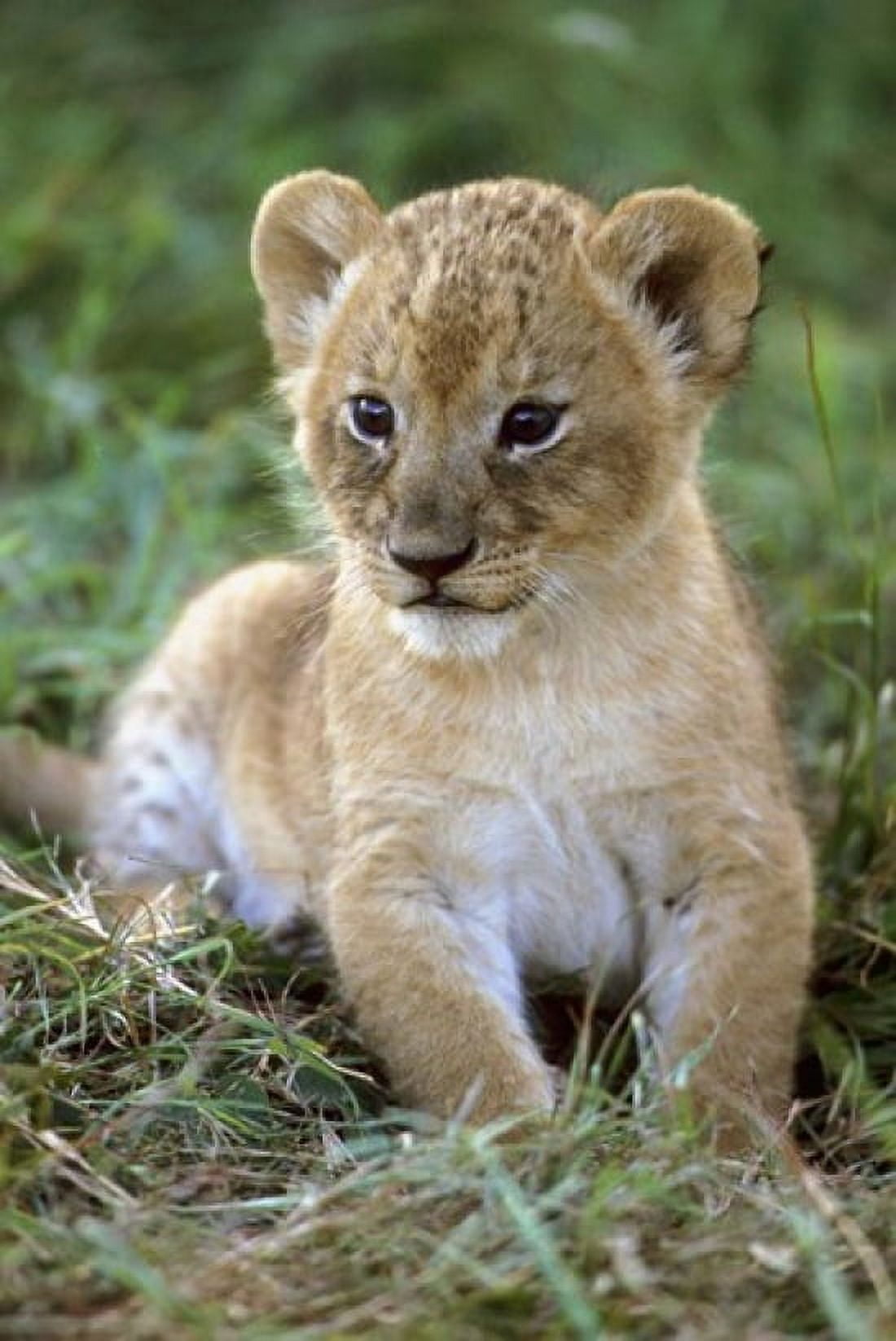 Tanzania Serengeti National Park African lion Canvas Art - Kevin Schafer DanitaDelimont (23 x 35)