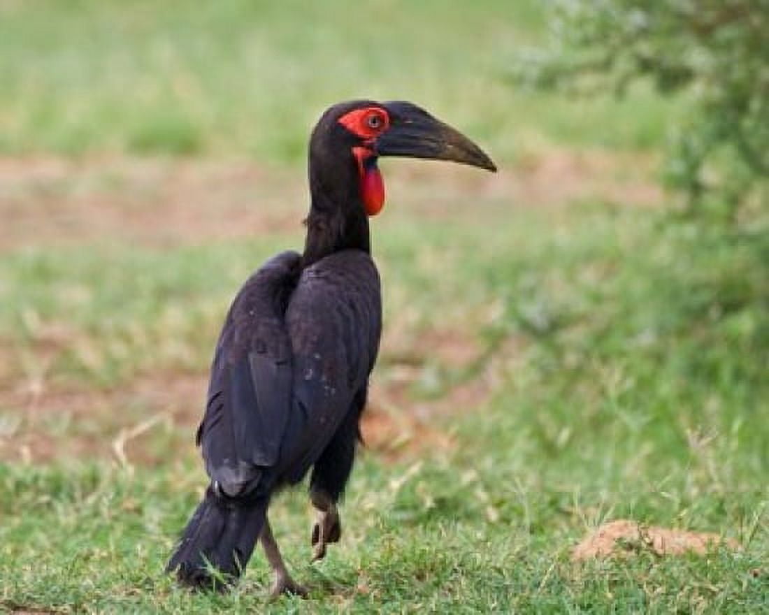 Tanzania Southern Ground Hornbill bird Canvas Art - Ralph H Bendjebar DanitaDelimont (34 x 28)