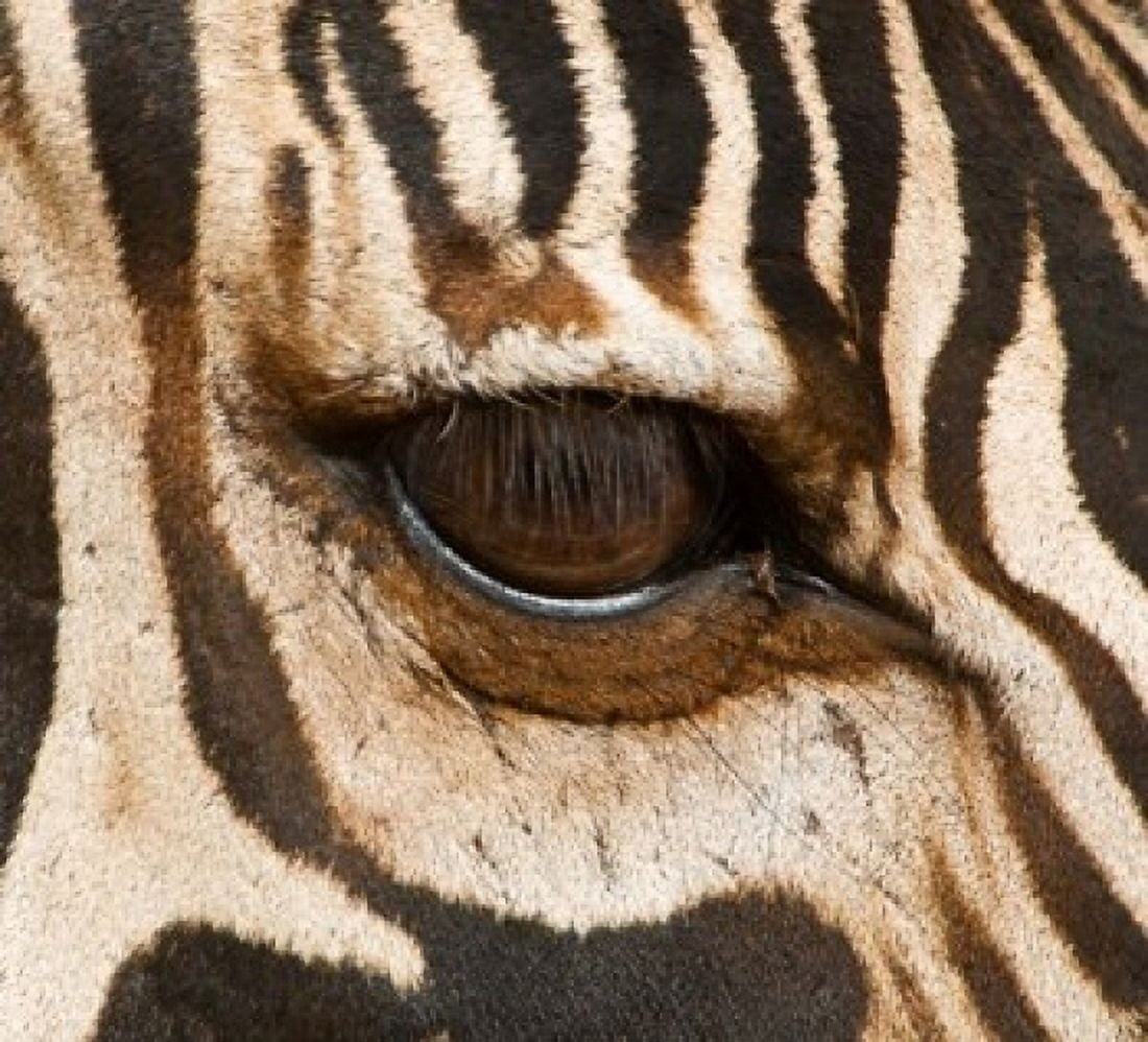 Tanzania Tarangire National Park Common zebra eye Canvas Art - Jaynes Gallery DanitaDelimont (20 x 18)