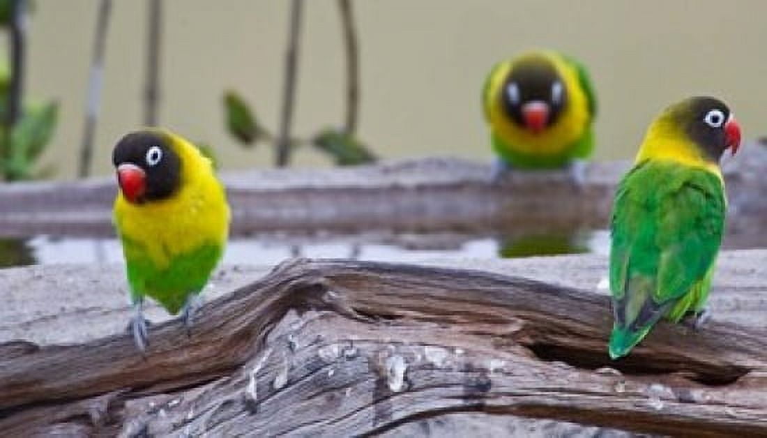 Tanzania Yellow-collared Lovebirds Tarangire NP Canvas Art - Ralph H Bendjebar DanitaDelimont (37 x 21)