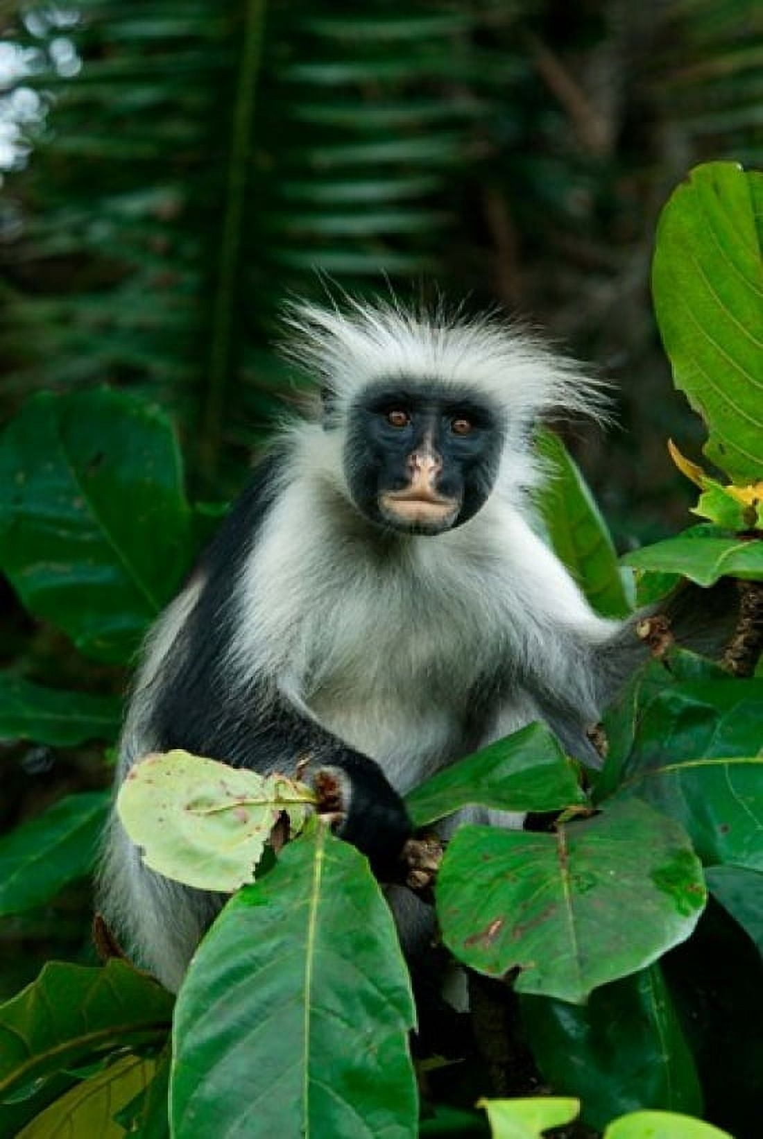 Tanzania Zanzibar Jozani NP red colobus monkey Canvas Art - Alison Jones DanitaDelimont (23 x 34)