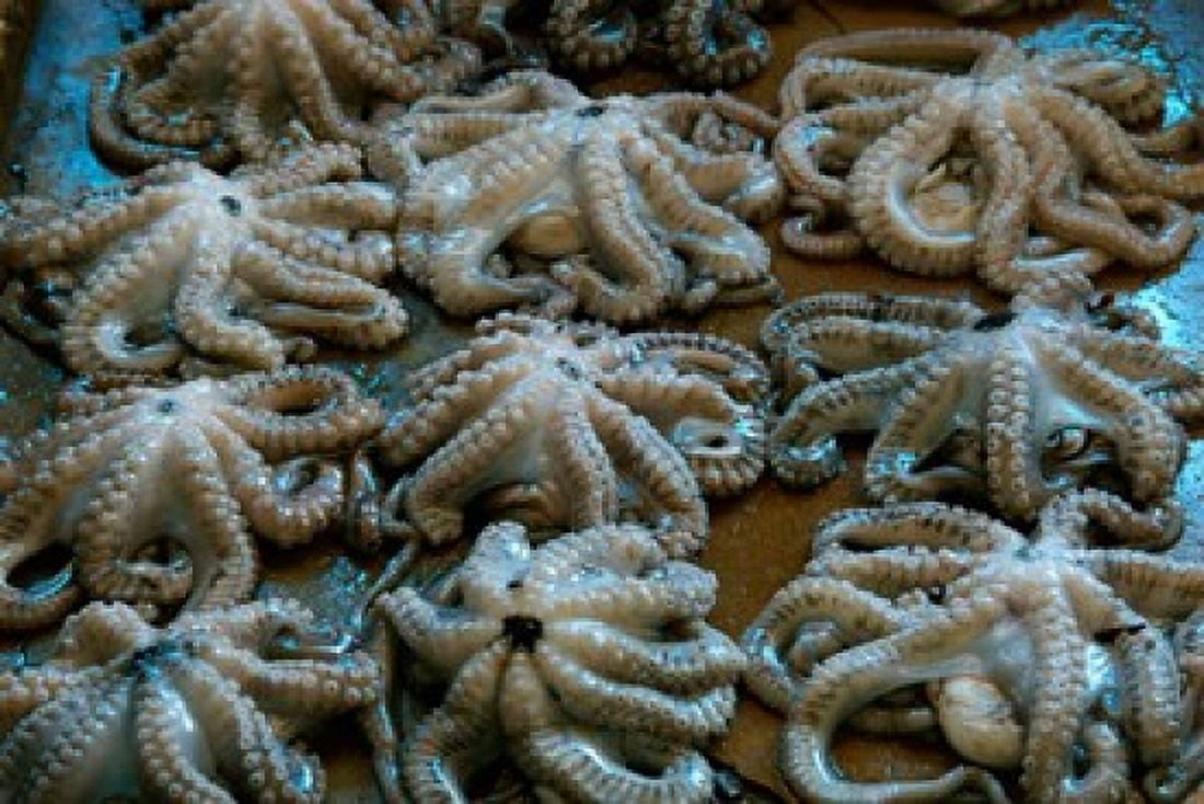 Tanzania Zanzibar StoneTown Darajani Market Octopus Canvas Art - Alison Jones DanitaDelimont (34 x 23)