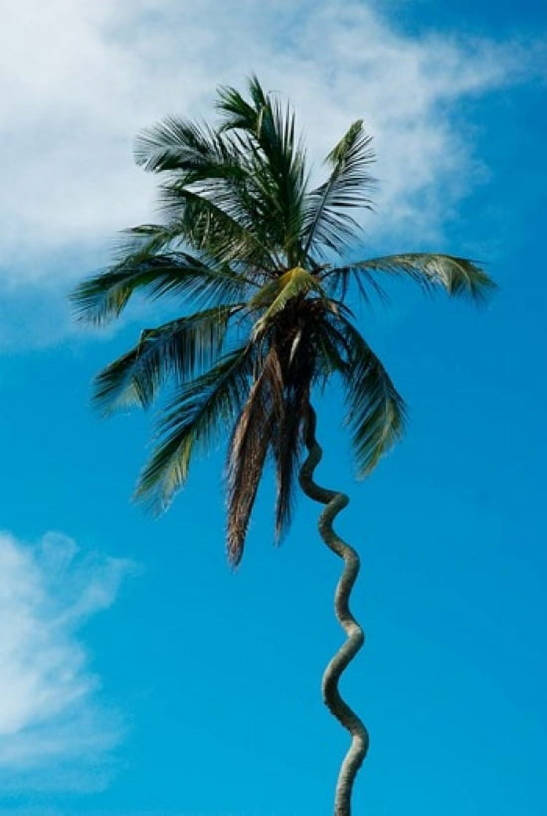 Tanzania Zanzibar curly-que trunk of palm tree inland Canvas Art - Alison Jones DanitaDelimont (11 x 17)