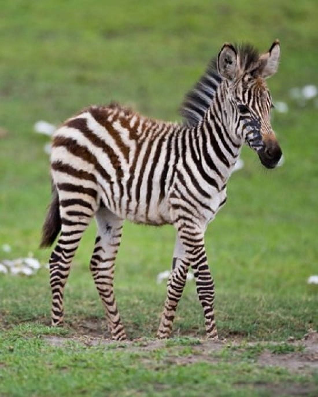 Tanzania Zebra Ngorongoro Crater Conservation Canvas Art - Ralph H Bendjebar DanitaDelimont (14 x 17)