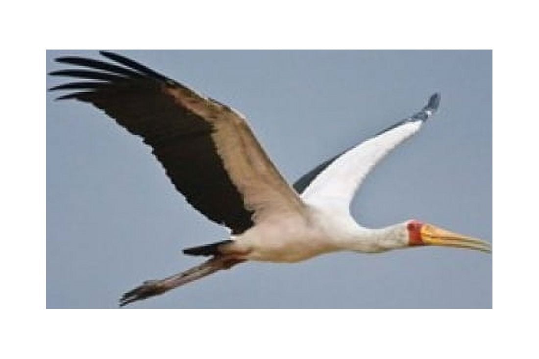 Tanzania bird Yellow-billed Stork Manyara NP Canvas Art - Ralph H Bendjebar DanitaDelimont (17 x 11)