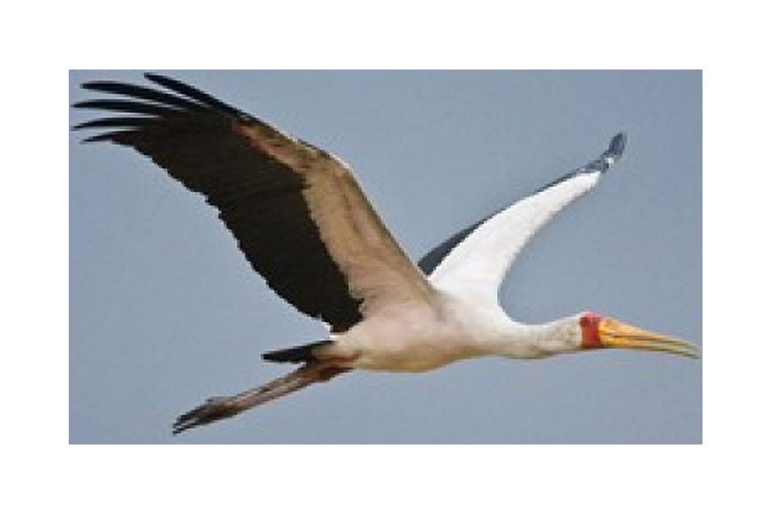 Tanzania bird Yellow-billed Stork Manyara NP Canvas Art - Ralph H Bendjebar DanitaDelimont (34 x 23)