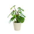 thumbnail image 1 of Taotanxi Artificial Potted Plants 13" Green Faux Plants Indoor Small Fake Plant Decor for Home Table Office House Bathroom Shelf Living Room Desk Decoration, 1 of 6