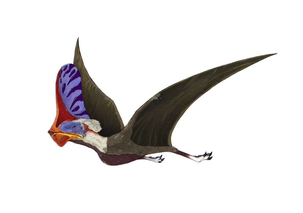 Tapejara a genus of Brazilian pterosaur from the Cretaceous Period Canvas Art - Stocktrek Images (17 x 12)