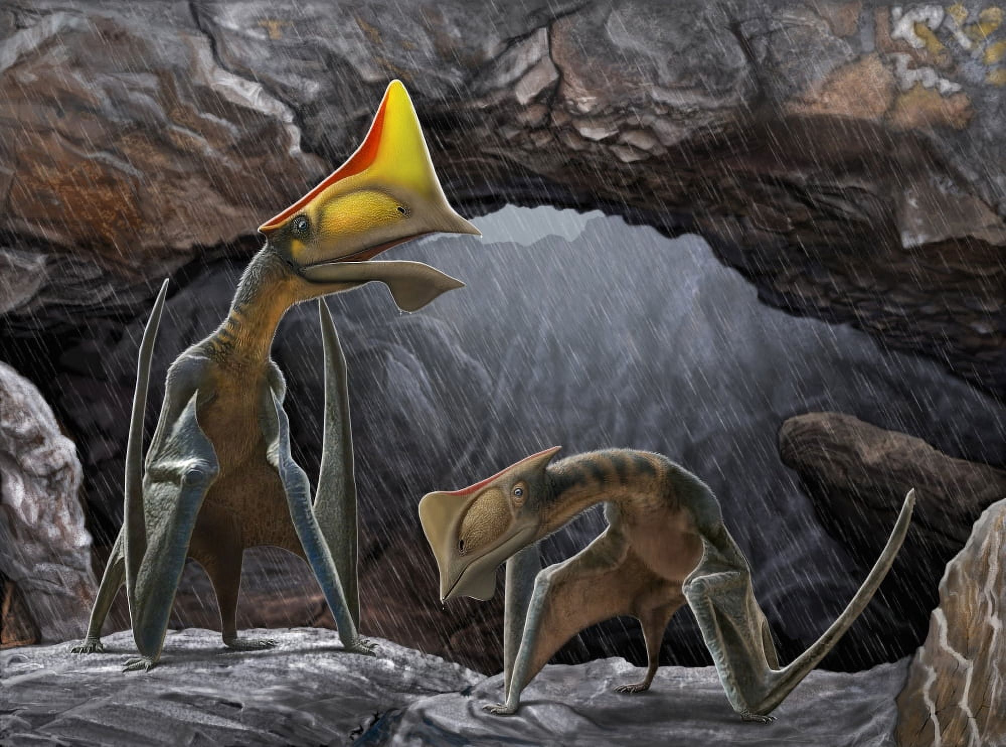Tapejara wellnhoferi pterosaurs seek shelter inside a cave from a rain storm Canvas Art - Sergey KrasovskiyStocktrek Images (17 x 13)