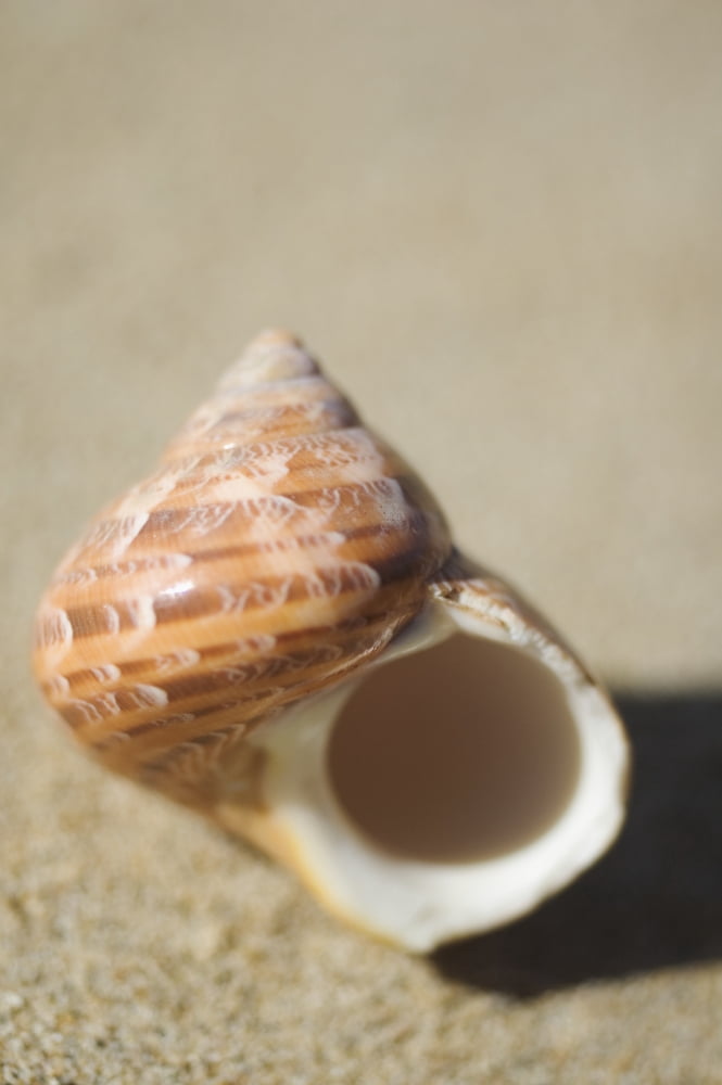 Tapestry Turban Seashell (Turbo Petholatus) Laying On Sand Selective Focus Canvas Art - Mary Van de Ven Design Pics (22 x 34)