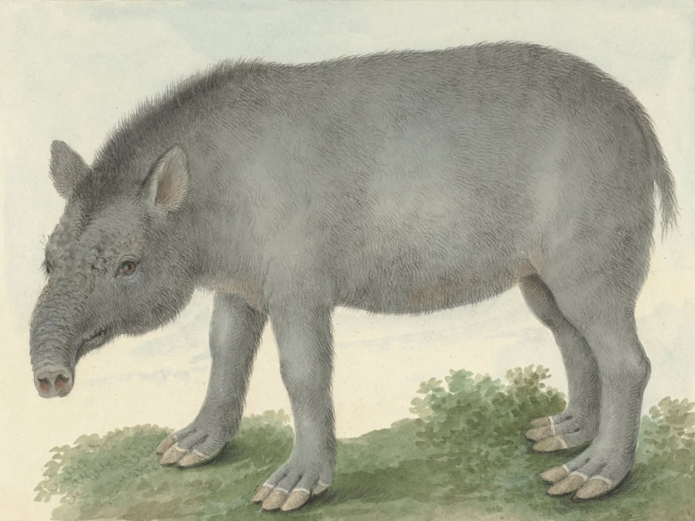 Tapir Canvas Art - (36 x 24)