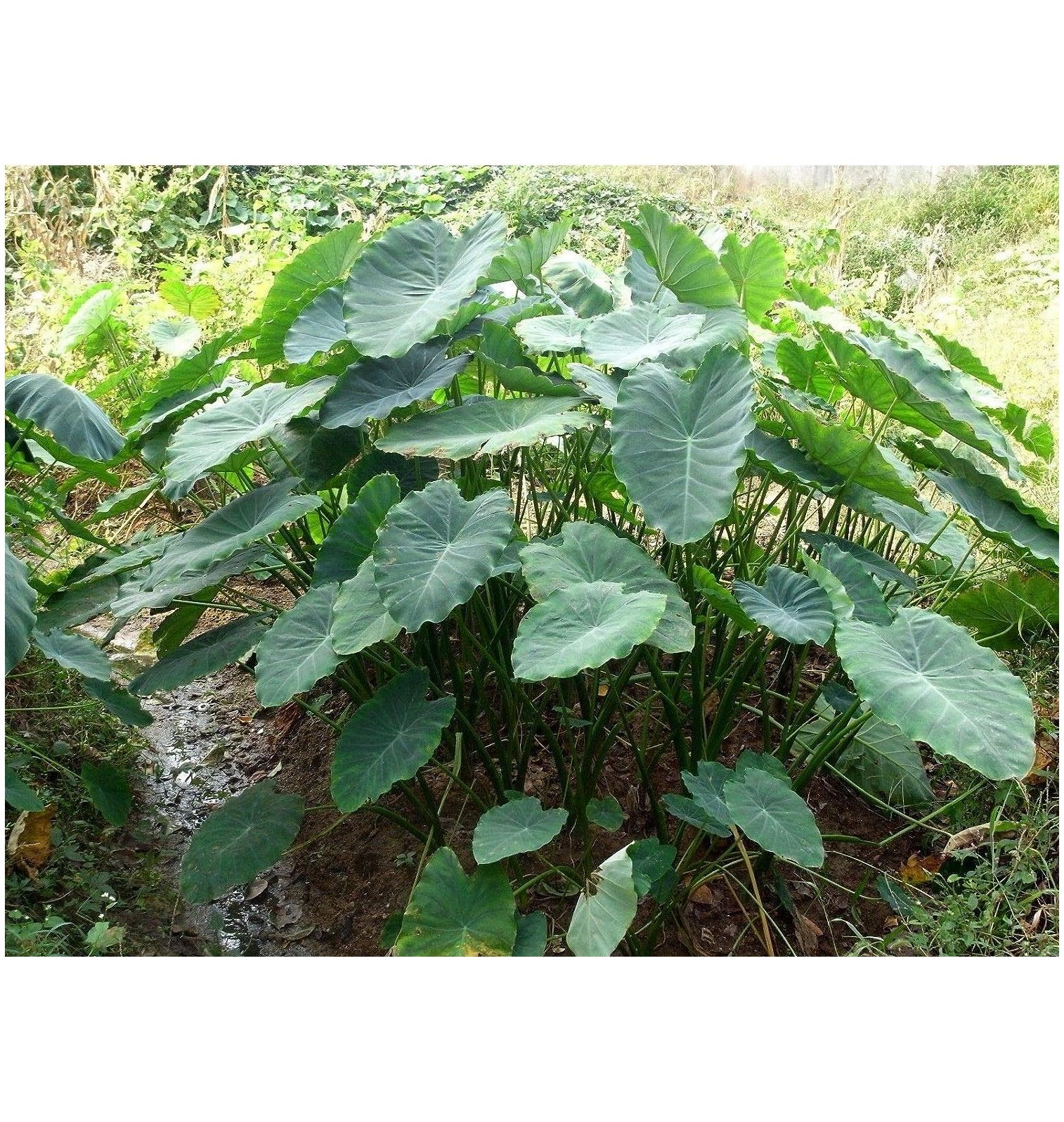 Tara Garden A bulb GIANT ELEPHANT EAR Bulb Colocasia macrorrhizos VERY