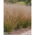 thumbnail image 1 of Tara Praire Ornamental Grass Plant - Sporobolus heterolepis - 2.5" Pot, 1 of 1