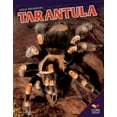 thumbnail image 1 of Tarantula, 1 of 1