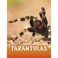 thumbnail image 1 of Tarantulas, 1 of 1
