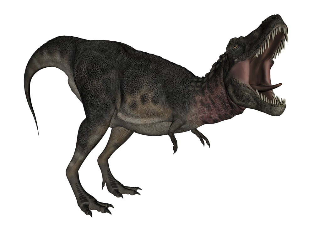Tarbosaurus dinosaur roaring white background Canvas Art - Elena DuvernayStocktrek Images (17 x 13)