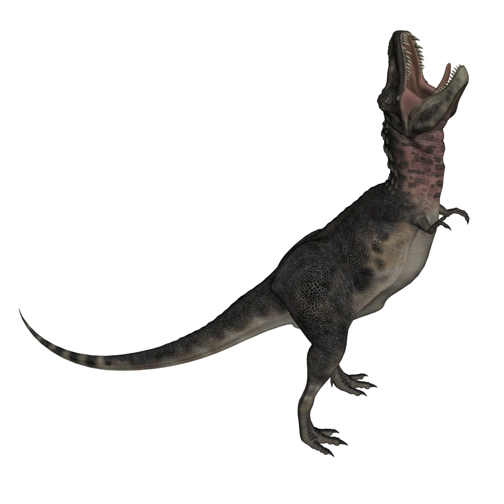 Tarbosaurus dinosaur roaring white background Canvas Art - Elena DuvernayStocktrek Images (29 x 29)