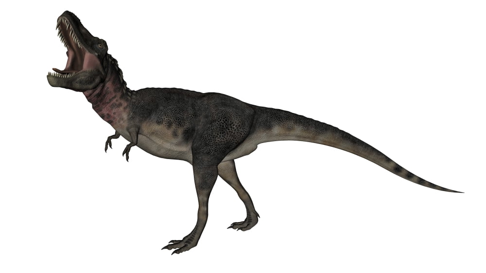 Tarbosaurus dinosaur roaring white background Canvas Art - Elena DuvernayStocktrek Images (37 x 21)