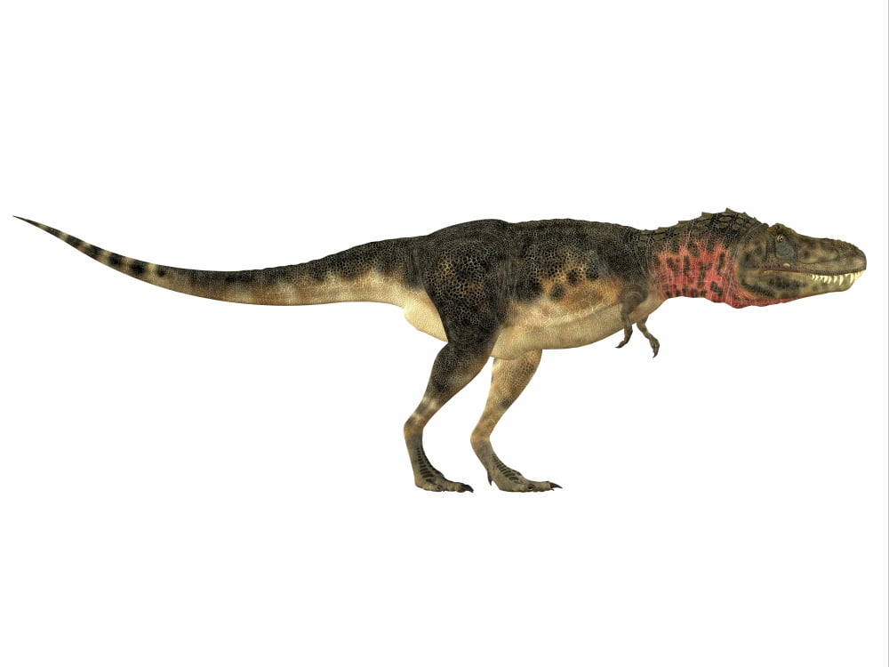 Tarbosaurus dinosaur side view Canvas Art - Corey FordStocktrek Images (33 x 25)