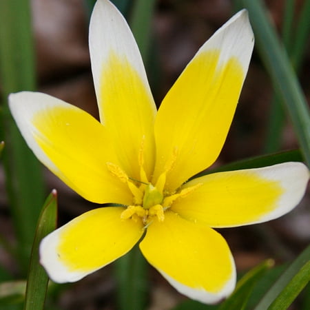 Tarda Botanical Tulip Flower Bulbs - 25 Bulbs per Pack - Deer Resistant - Good For Indoor Forcing - Naturalizing - Perennializing - Easy to Grow Live Plants - Outdoor Garden