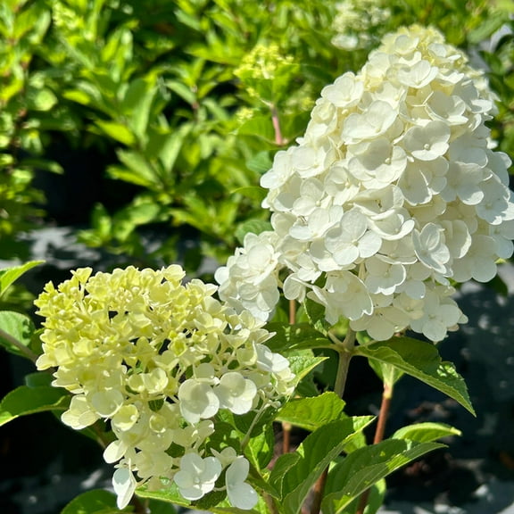 Tardiva Hydrangea - 3 Gallon Pot, Live Deciduous Shrub, Full/Part Sun, Outdoor