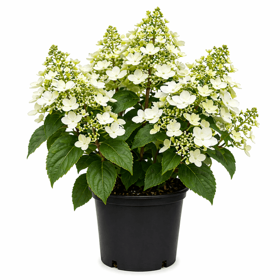 Tardiva Hydrangea Live Shrub  White Flowering Hydrangea, Late Blooming, Full Sun to Partial Shade Outdoor Plant