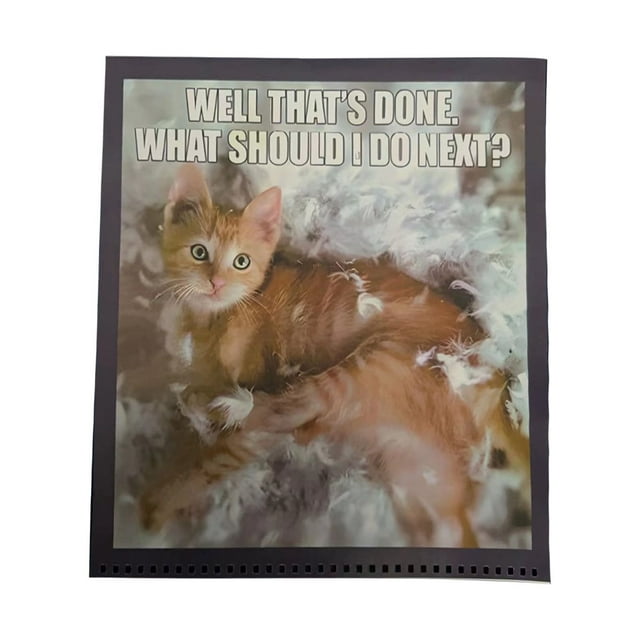 Tarmeek Calendar 20242025 Cats 2024 For Cats Lovers Funny Cats