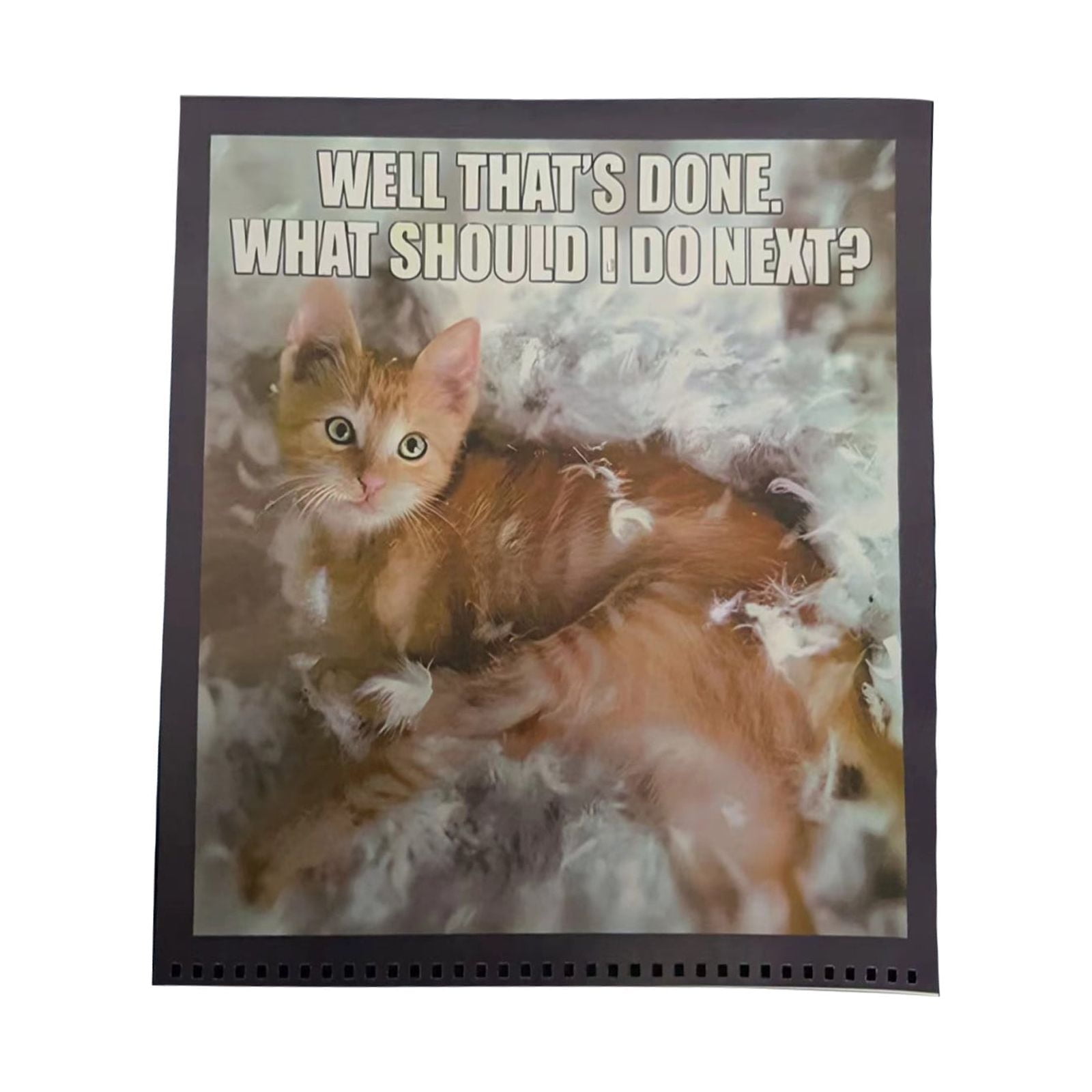 Tarmeek Calendar 20242025 Cats 2025 For Cats Lovers Funny Cats