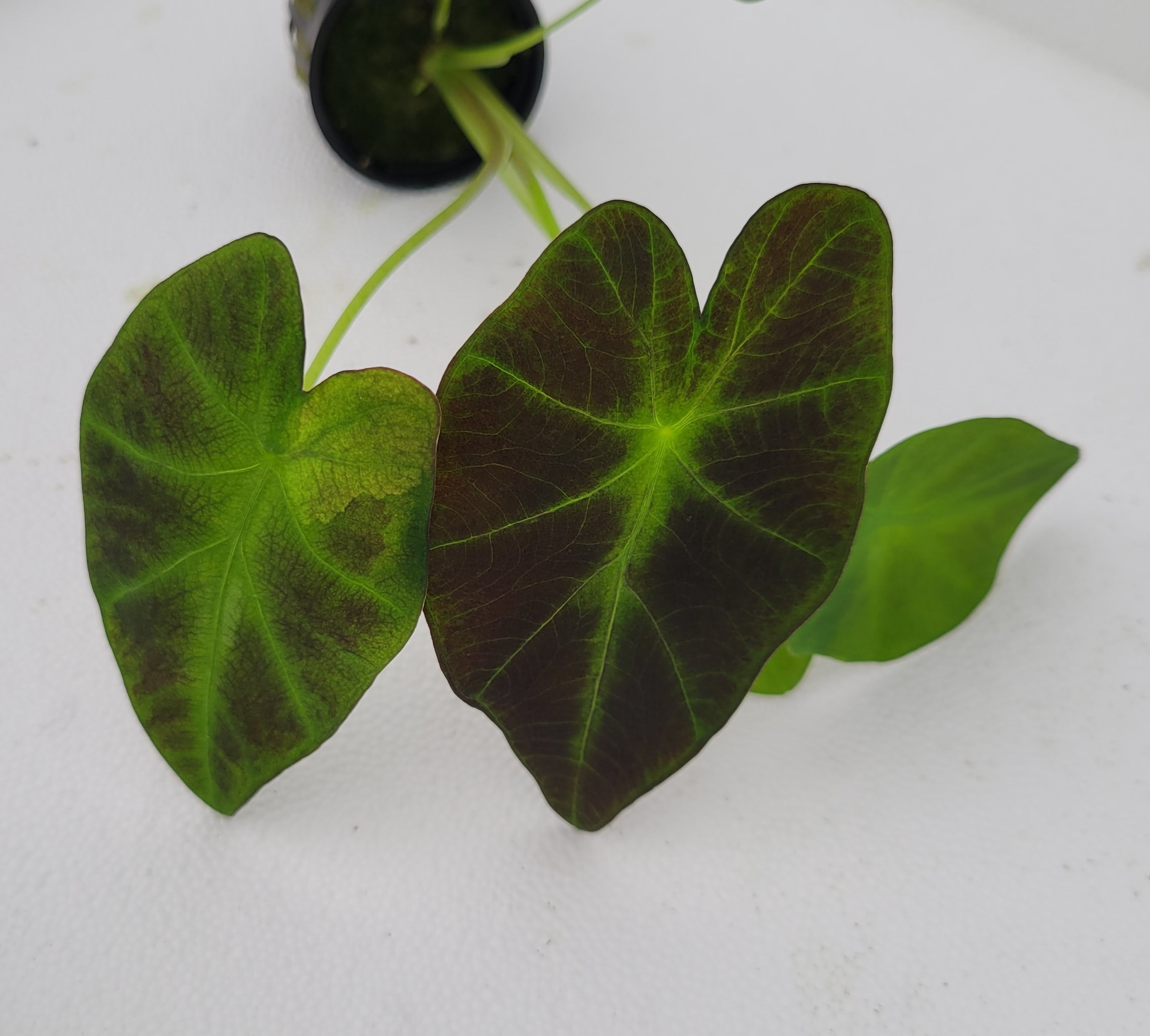 Taro Imperial- Small