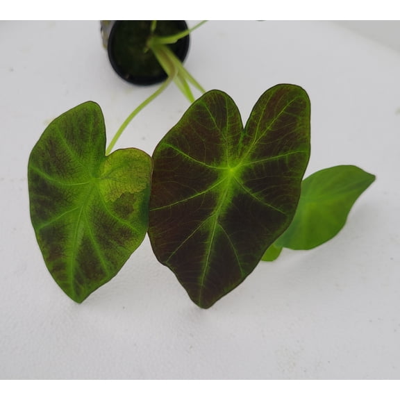 Taro Imperial- Small