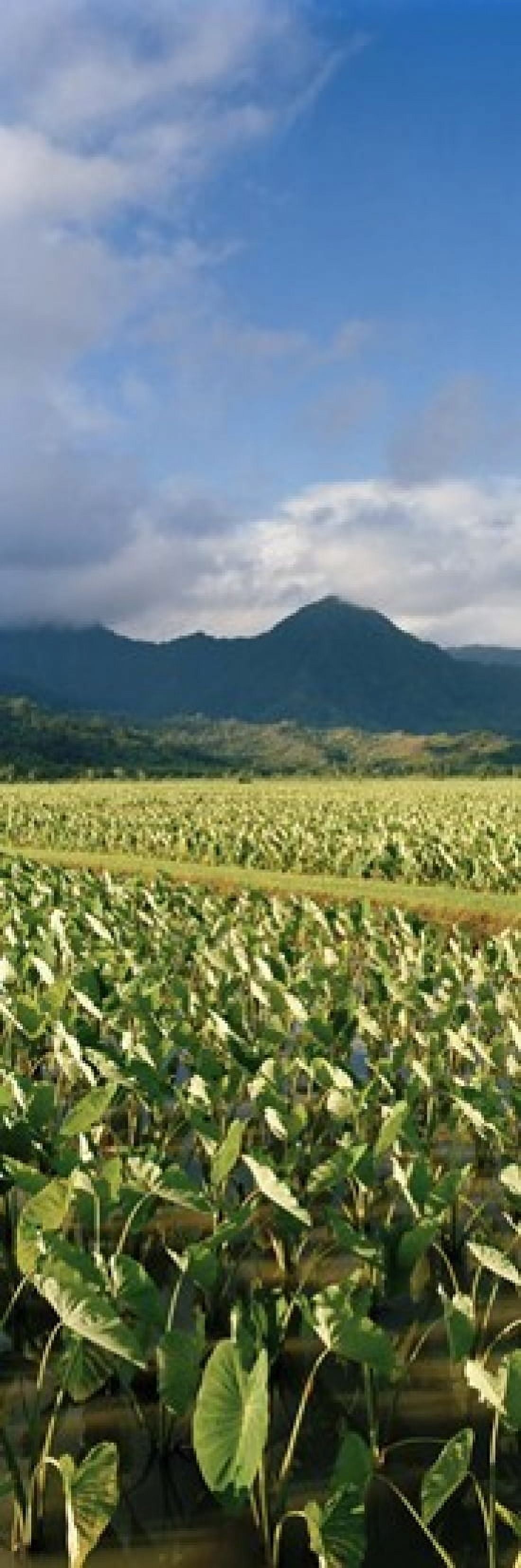 Taro crop in a field Hanalei Valley Kauai Hawaii USA Canvas Art - Panoramic Images (18 x 6)