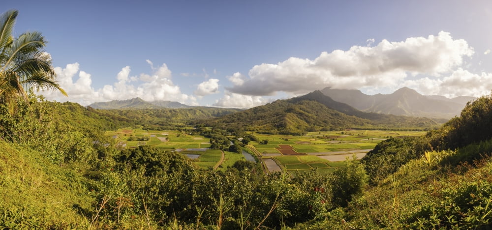 Taro fields Hanalei Kauai Hawaii United States of America Canvas Art - Ian Ludwig  Design Pics (31 x 14)