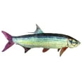 thumbnail image 1 of Tarpon, 1 of 3