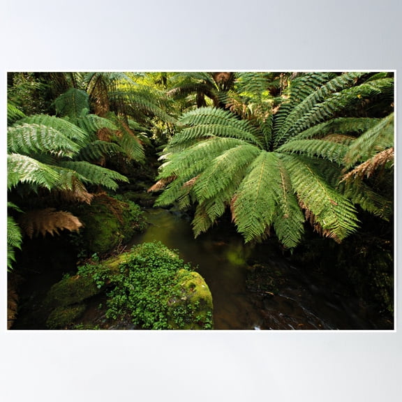 Tarra - Bulga National Park Poster Wall Art, Modern Wall Decor, 16x24 UNFRAMED