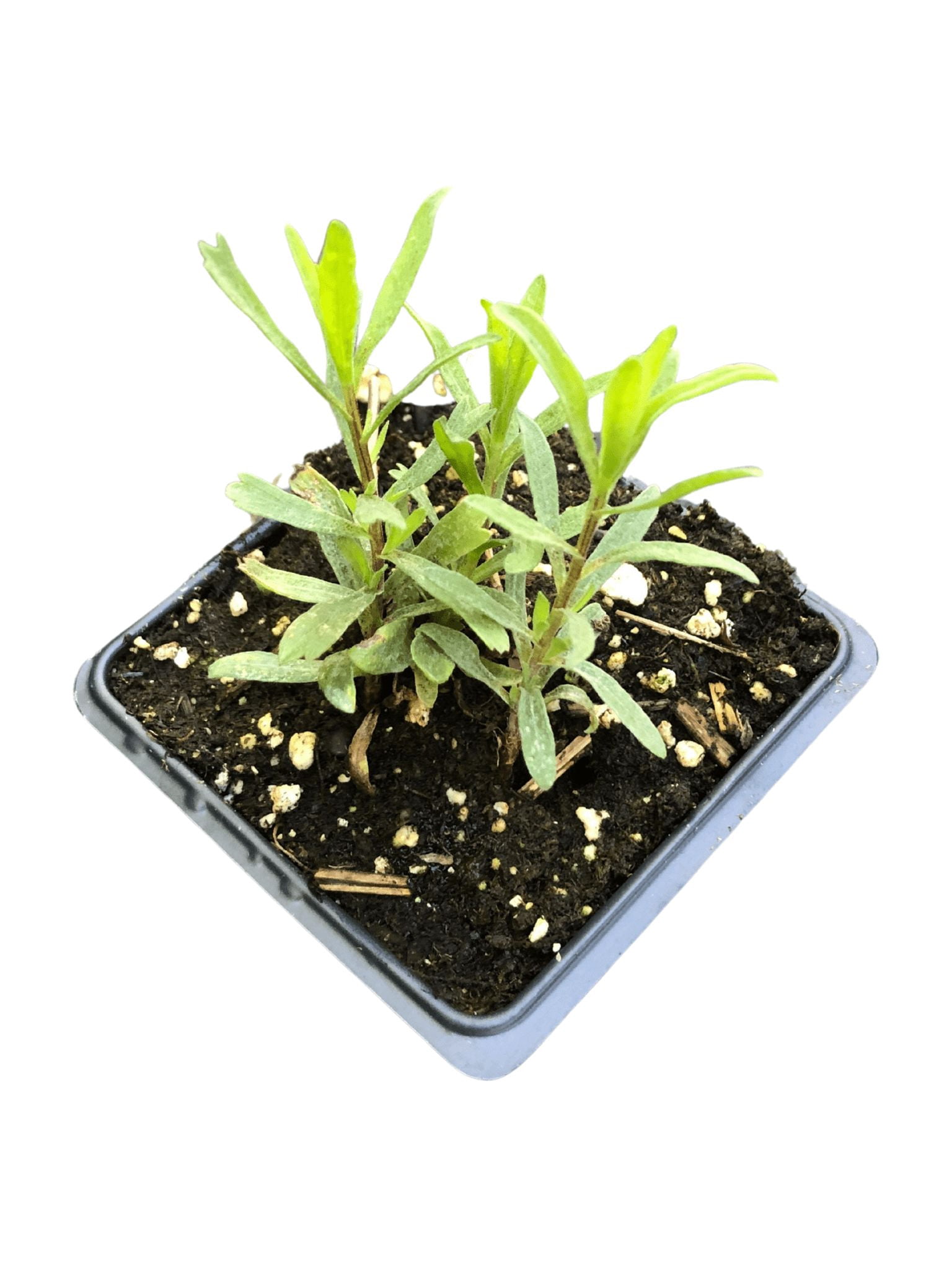 Tarragon Plant