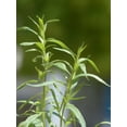thumbnail image 1 of Tarragon Seeds/ Perennial/ Full Sun/1750 Seeds 1/4 Gram/ Zellajake Farm and Garden - B91, 1 of 5