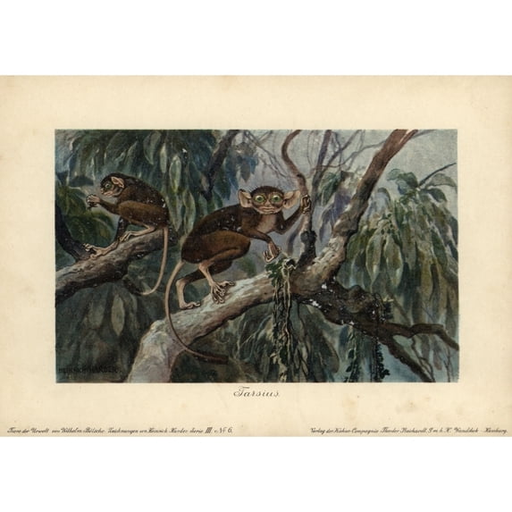 Tarsius, Haplorrhine Primate Genus That Cana Poster Print By ® Florilegius Mary Evans (36 X 24)