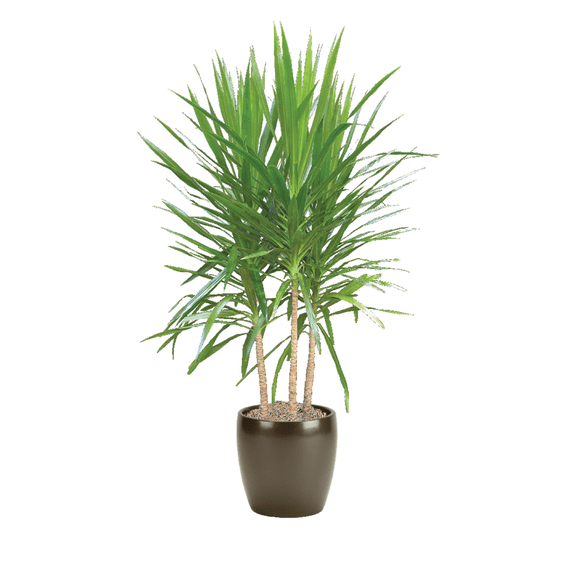 Tarzan Dragon TreeDracaena marginata 'Tarzan'Tropical elegance for indoor spaces 10" Pot