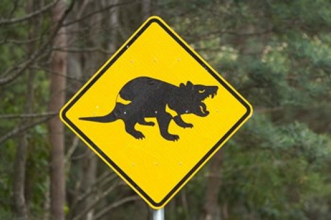 Tasmanian Devil warning sign Tasman Peninsula Australia Canvas Art - David Wall DanitaDelimont (26 x 18)