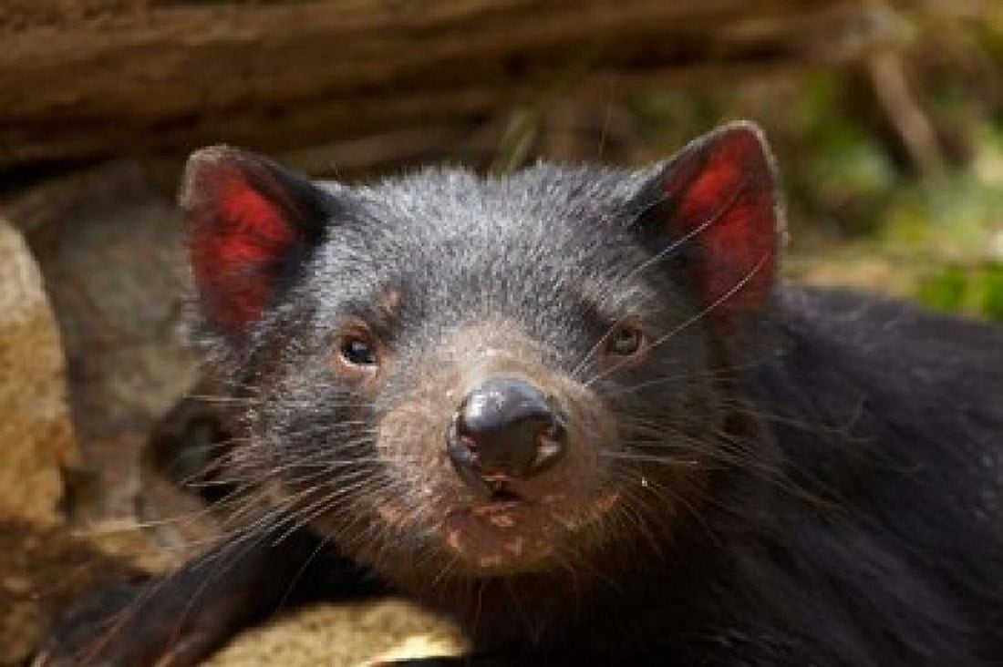 Tasmanian Devil wildlife Southern Tasmania Australia Canvas Art - David Wall DanitaDelimont (29 x 19)