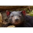 thumbnail image 1 of Tasmanian Devil wildlife, Southern Tasmania, Australia Poster Print by David Wall (36 x 24), 1 of 1