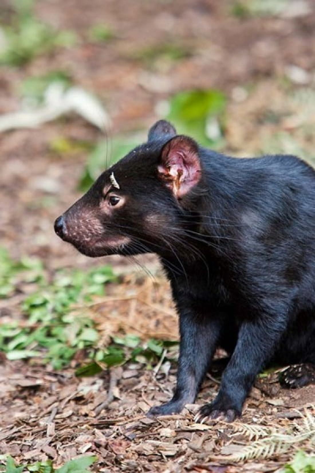 Tasmanian Devil wildlife Tasmania Australia Canvas Art - Martin Zwick DanitaDelimont (12 x 18)