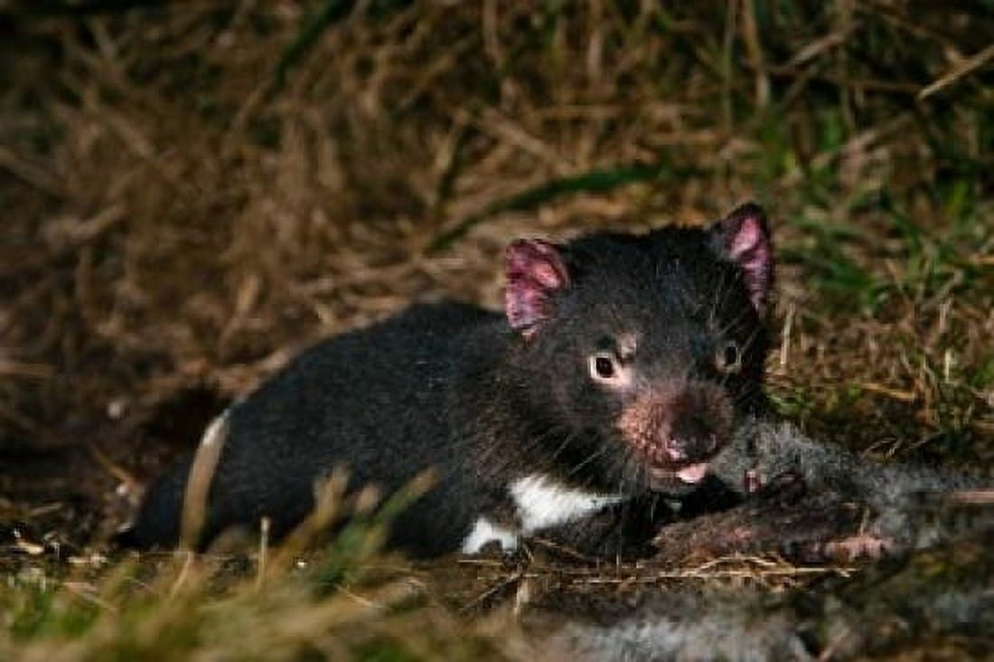 Tasmanian Devil wildlife eating carrion Tasmania Canvas Art - Martin Zwick DanitaDelimont (18 x 12)