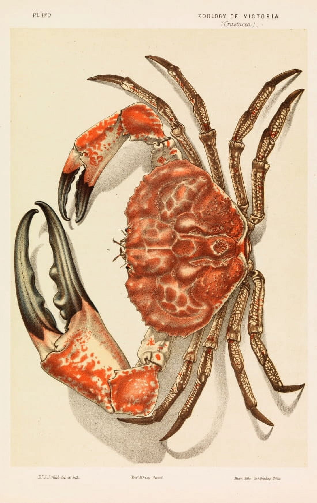 Tasmanian Giant Crab Pseudocarcinus Gigas 1890 Canvas Art - (36 x 54)