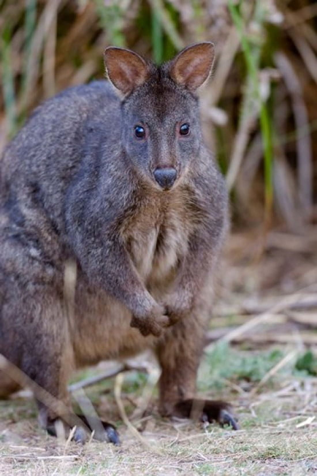 Tasmanian Pademelon wildlife Tasmania Australia Canvas Art - Martin Zwick DanitaDelimont (12 x 18)