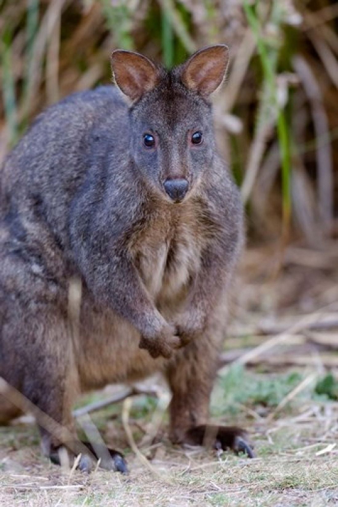 Tasmanian Pademelon wildlife Tasmania Australia Canvas Art - Martin Zwick DanitaDelimont (24 x 36)