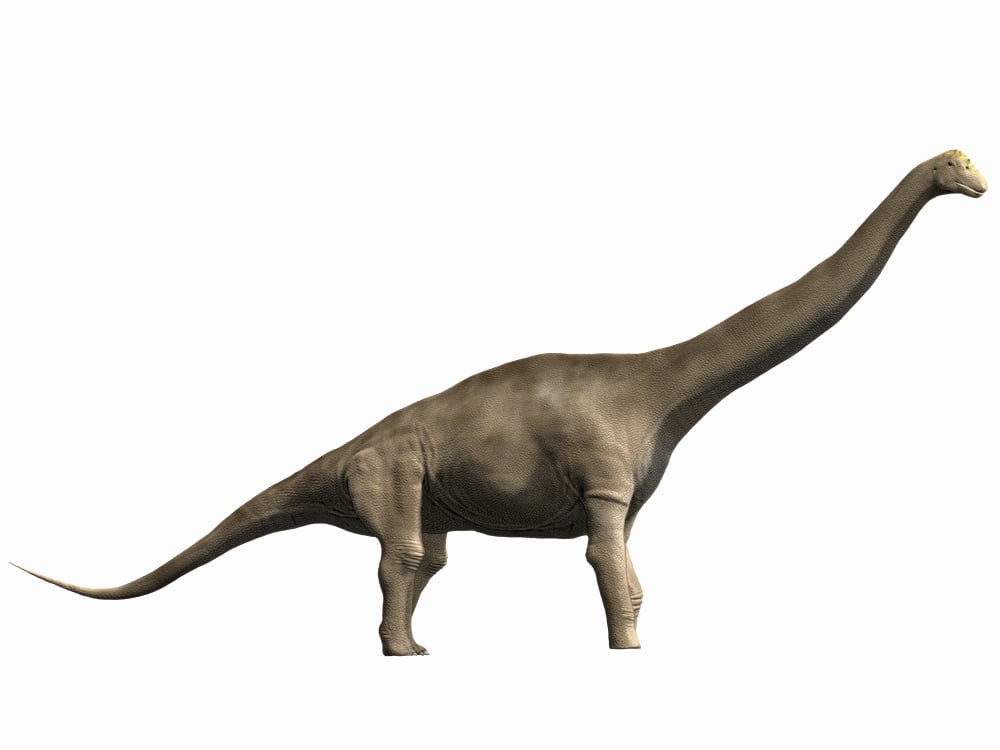 Tastavinsaurus sanzi Early Cretaceous of Spain Canvas Art - Nobumichi TamuraStocktrek Images (17 x 13)