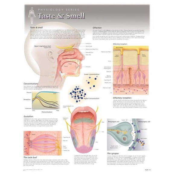 Taste & Smell Wall Chart : 8272 (Wallchart)